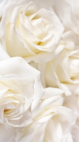 White rose by HQ Awesome Live Wallpaper