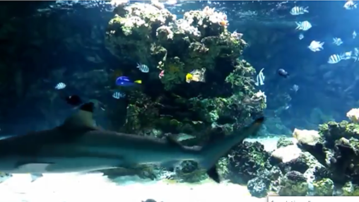 Aquarium with sharks