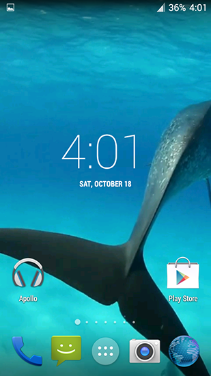Dolphins HD