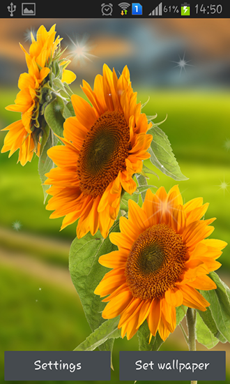 Sunflower by Creative factory wallpapers