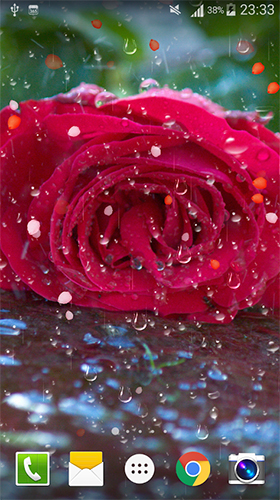 Rose: Raindrop