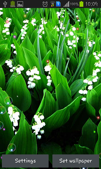 Lily of valley forest