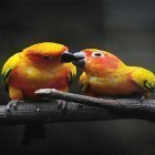 Кроме живых обоев на Андроид Nature by Live Wallpaper HD 3D, скачайте бесплатный apk заставки Birds by Happy live wallpapers.