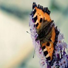 Скачайте Butterfly by Amazing Live Wallpaperss на Андроид, а также другие бесплатные живые обои для Sony Xperia P.