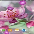 Кроме живых обоев на Андроид Spring by Amax LWPS, скачайте бесплатный apk заставки Cherry Blossom.