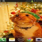 Кроме живых обоев на Андроид Golden horse, скачайте бесплатный apk заставки Christmas cat by live wallpaper HongKong.