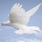 Кроме живых обоев на Андроид 1031 flowers, скачайте бесплатный apk заставки Dove.