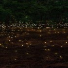 Кроме живых обоев на Андроид Fairy field, скачайте бесплатный apk заставки Fireflies 3D by Live Wallpaper HD 3D.