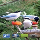 Кроме живых обоев на Андроид Christmas snow by Orchid, скачайте бесплатный apk заставки Garden birds.