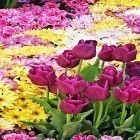 Кроме живых обоев на Андроид Taj Mahal, скачайте бесплатный apk заставки Garden flowers.