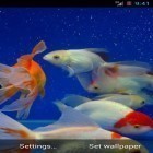 Кроме живых обоев на Андроид Luminous jellyfish HD, скачайте бесплатный apk заставки Gold fish.