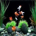 Кроме живых обоев на Андроид Aquarium by Best Live Wallpapers Free, скачайте бесплатный apk заставки Goldfish.