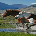 Кроме живых обоев на Андроид Nature HD, скачайте бесплатный apk заставки Horses by Pro Live Wallpapers.
