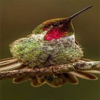 Кроме живых обоев на Андроид Frozen waterfall, скачайте бесплатный apk заставки Hummingbird.
