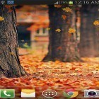 Кроме живых обоев на Андроид My log home, скачайте бесплатный apk заставки Maple leaf by live wallpaper HongKong.