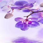 Кроме живых обоев на Андроид Neon flower by Dynamic Live Wallpapers, скачайте бесплатный apk заставки Orchid by Art LWP.