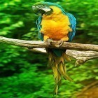 Кроме живых обоев на Андроид Jesus by Live Wallpaper HD 3D, скачайте бесплатный apk заставки Parrot by Live Animals APPS.
