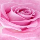Кроме живых обоев на Андроид Electric mandala, скачайте бесплатный apk заставки Pink rose.