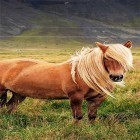 Кроме живых обоев на Андроид Chinese horoscope, скачайте бесплатный apk заставки Pony.