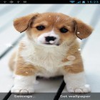 Кроме живых обоев на Андроид Sweet cherry, скачайте бесплатный apk заставки Puppy by Best Live Wallpapers Free.