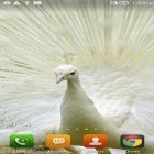 Кроме живых обоев на Андроид Grass, скачайте бесплатный apk заставки Queen peacock.