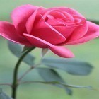Кроме живых обоев на Андроид Pink flowers, скачайте бесплатный apk заставки Rose by Forever WallPapers.