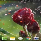 Кроме живых обоев на Андроид Christmas Santa HD, скачайте бесплатный apk заставки Rose: Raindrop.