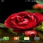 Кроме живых обоев на Андроид Maple leaf, скачайте бесплатный apk заставки Roses by Cute Live Wallpapers And Backgrounds.