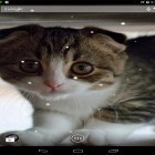 Кроме живых обоев на Андроид Egypt 3D, скачайте бесплатный apk заставки Scottish fold cat.