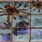 Кроме живых обоев на Андроид Light grid, скачайте бесплатный apk заставки Spider by Cosmic Mobile Wallpapers.