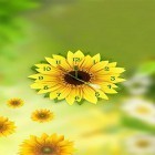Кроме живых обоев на Андроид Fireflies by Live Wallpapers HD, скачайте бесплатный apk заставки Sunflower clock.