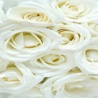 Кроме живых обоев на Андроид Swans by JimmyTummy, скачайте бесплатный apk заставки White rose by HQ Awesome Live Wallpaper.