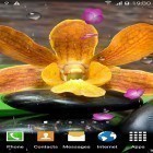 Кроме живых обоев на Андроид Nature HD by Live Wallpapers Ltd., скачайте бесплатный apk заставки Zen garden by BlackBird Wallpapers.