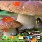 Кроме живых обоев на Андроид KLWP, скачайте бесплатный apk заставки Autumn mushrooms.