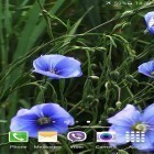 Кроме живых обоев на Андроид Siberian husky, скачайте бесплатный apk заставки Blue flowers by Jacal video live wallpapers.