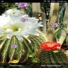 Кроме живых обоев на Андроид Earth HD deluxe edition, скачайте бесплатный apk заставки Cactus flowers.