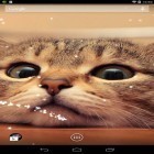 Кроме живых обоев на Андроид Sweet home, скачайте бесплатный apk заставки Cat.