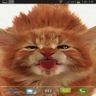 Кроме живых обоев на Андроид Stalker cat, скачайте бесплатный apk заставки Cat licks.