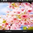 Скачайте Cherry blossom на Андроид, а также другие бесплатные живые обои для BlackBerry Z10.