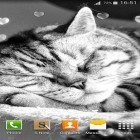 Кроме живых обоев на Андроид Stalker cat, скачайте бесплатный apk заставки Cute cats.