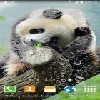Кроме живых обоев на Андроид Launcher 3D, скачайте бесплатный apk заставки Cute panda.