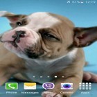 Кроме живых обоев на Андроид Unicorn by Cute Live Wallpapers And Backgrounds, скачайте бесплатный apk заставки Cute puppies.