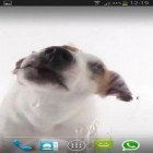 Кроме живых обоев на Андроид Snowfall by Top Live Wallpapers Free, скачайте бесплатный apk заставки Dog licks screen.