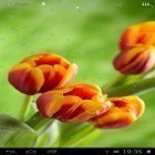 Кроме живых обоев на Андроид Falling leaves HD, скачайте бесплатный apk заставки Drops on tulips.