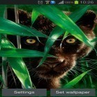 Кроме живых обоев на Андроид Springtime, скачайте бесплатный apk заставки Forest panther.