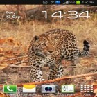 Кроме живых обоев на Андроид Sakura pro, скачайте бесплатный apk заставки Leopard.