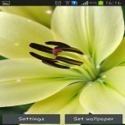 Кроме живых обоев на Андроид Fireworks by Live Wallpapers HD, скачайте бесплатный apk заставки Lily.