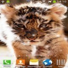 Кроме живых обоев на Андроид Owl by MISVI Apps for Your Phone, скачайте бесплатный apk заставки Little tiger.