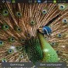 Кроме живых обоев на Андроид Tree with falling leaves, скачайте бесплатный apk заставки Peacock feather.