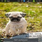 Кроме живых обоев на Андроид Jade nature HD, скачайте бесплатный apk заставки Playful pugs.